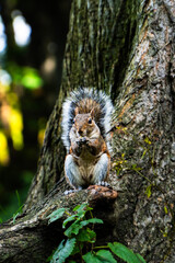 squirrel in the forest