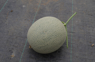 Hydroponic melons with various types of melons that are ready to be harvested and sold