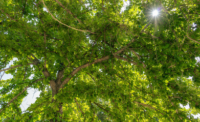 tree seen from below in a park in chile. Appreciate the leaves shape and light groing through
