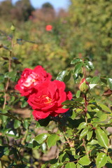 赤いバラの花