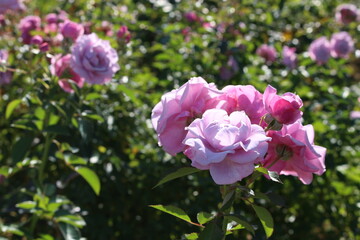 ピンクのバラの花