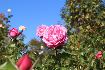 ピンクのバラの花