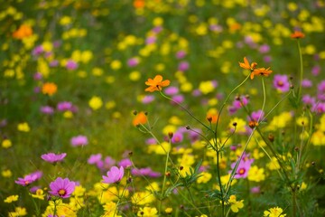 秋の日差しとコスモスの輝き