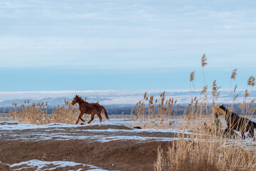 Horses gallop through the countryside in winter.