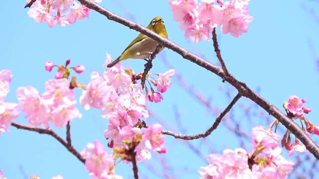 早咲きの桜の花蜜を食べるメジロ クローズアップ 4K