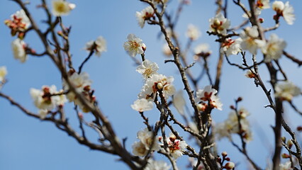 Plum blossom