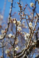 Plum blossom