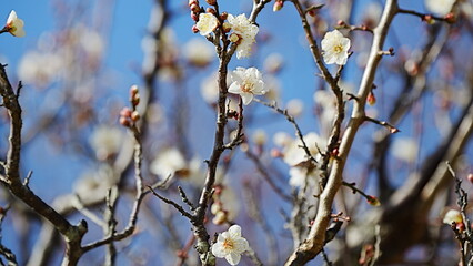 Plum blossom