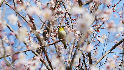 Japanese white-eye