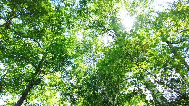 長野県上高地の新緑と木漏れ日溢れる白樺林の中を歩きながらPOVショット 4K  2023年8月29日