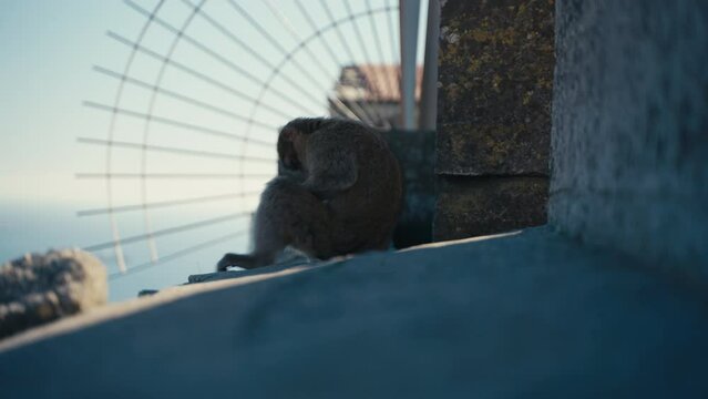 A gibraltar ape chills on the wall