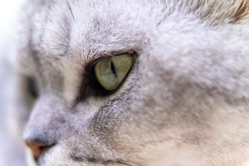 Cat's eye. Close up on a green cat's eye