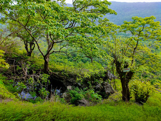 trees on the ghosalgad fort in maharashtra in India 