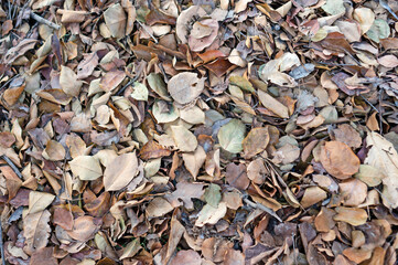 background of dried leaves