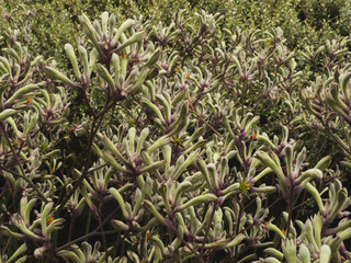 Anigozanthos 'landscape lilac' (kangaroo paw flower) in green and purple, Australian native flower