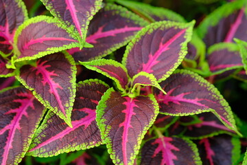 Coleus scutellarioides, commonly known as coleus, is a species of flowering plant in the family Lamiaceae, native to southeast Asia through to Australia. miana
