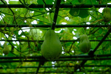 Chayote, also known as mirliton and choko, is an edible plant belonging to the gourd family,...