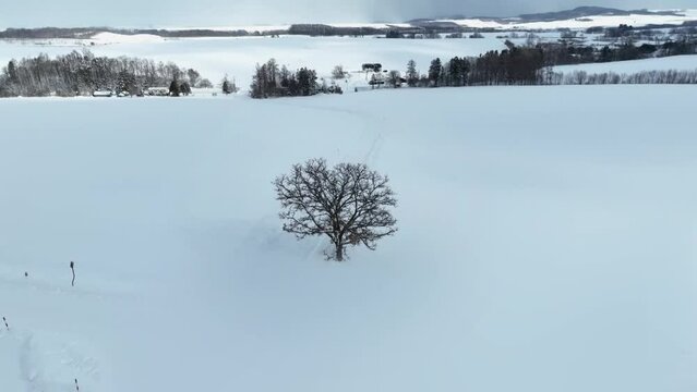 일본 홋카이도 눈이 쌓인 넓은 설원에 세븐스타 나무가 홀로 서 있는 항공 촬영 영상   