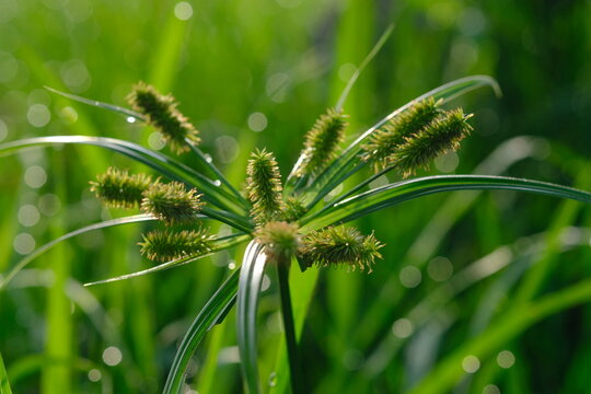 Cyperus cyperoides is a species of sedge that is native to parts of Africa, Asia, Australia and Oceania. Blurred image of wild grass flower.
