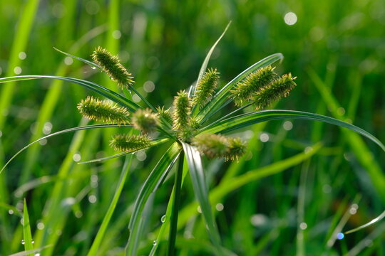 Cyperus cyperoides is a species of sedge that is native to parts of Africa, Asia, Australia and Oceania. Blurred image of wild grass flower.