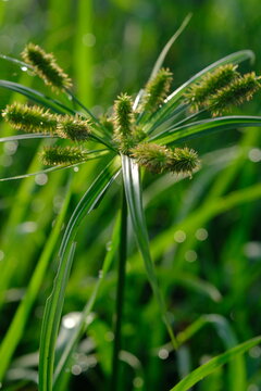 Cyperus cyperoides is a species of sedge that is native to parts of Africa, Asia, Australia and Oceania. Blurred image of wild grass flower.