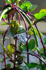 Binahong or piahong or piahong is a medicinal plant that grows in the lowlands and highlands and...