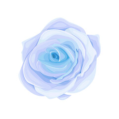 Vector blooming rose on the white background