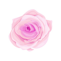 Vector blooming rose on the white background