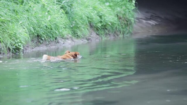 누런 강아지가 강물로 들어가 헤엄치며 강을 건너려고하는 