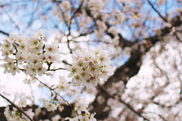 桜の花