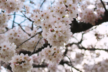 桜の花
