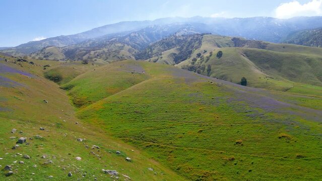 Gorman hills with colorful spring bloom in California.