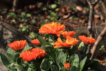 orange flowers in garden