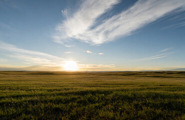 Obraz premium wheat field at sunset