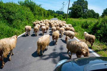Sheep Flock on the Road