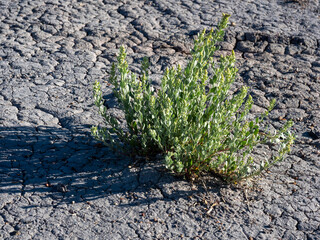 Plant growing in badlands at Petrified Forest National Park - Arizona, USA