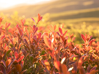 the essence of Rooibos Tea in its natural habitat.Focus on the vibrant red Rooibos leaves against the earthy tones of the South African landscape.