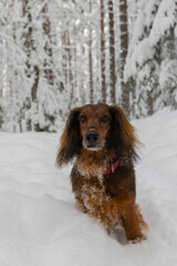 Portrait of red longhaired dachshund standing on snow in winter beautiful forest, small fluffy pet...