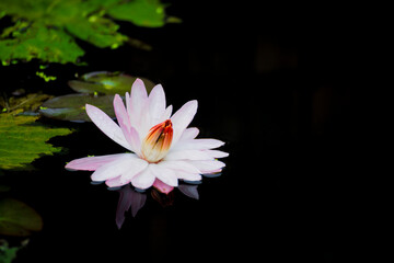 A blooming lotus flower showcases its purity and elegance