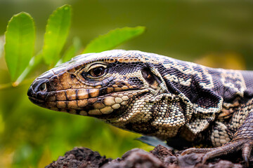 Teiú-Gigante (Salvator merianae)