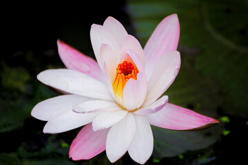 A blooming lotus flower showcases its purity and elegance