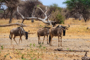 Naklejka na ściany i meble Herd of blue wildebeest (Connochaetes taurinus) in Tarangire National Park, Tanzania