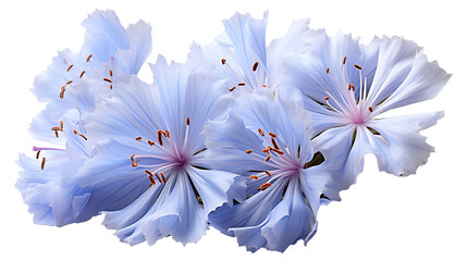 Chicory flower on a transparent png background - obrazy, fototapety, plakaty