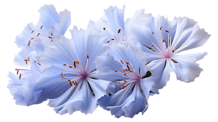 Chicory flower on a transparent png background