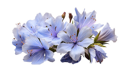 Chicory flower on a png background - Powered by Adobe