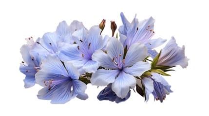 Chicory flower on a png background