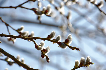 The spring has come. On willow branches flower kidneys have revealed. Through branches the blue sky is visible.