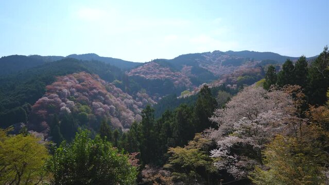 The Hitome-senbon cherry blossoms view from Yoshimizu Jinja Shrine at Mount Yoshino Nara Japan