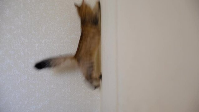 Cute kitten playing, jumping, catching,  Funny pets. Mischief	