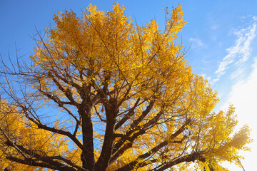 Fototapeta premium Nov 30 2023 the autumn yellow tree leaves in Ueno koen